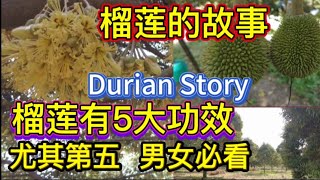 Durian Story #榴莲的故事，榴莲有5大功效，尤其第五，男女必看。榴莲花您吃过吗？