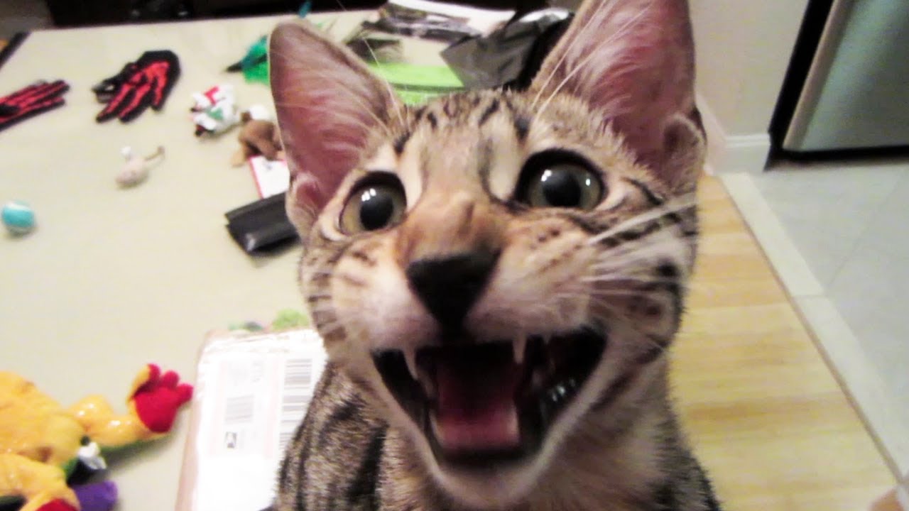  Laughing  Kitten  YouTube