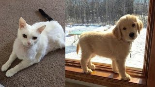 Simply the funniest & cutest pets ever! - Funny animal compilation #2 by The Secret Life Of Pets 3 views 5 years ago 6 minutes, 11 seconds