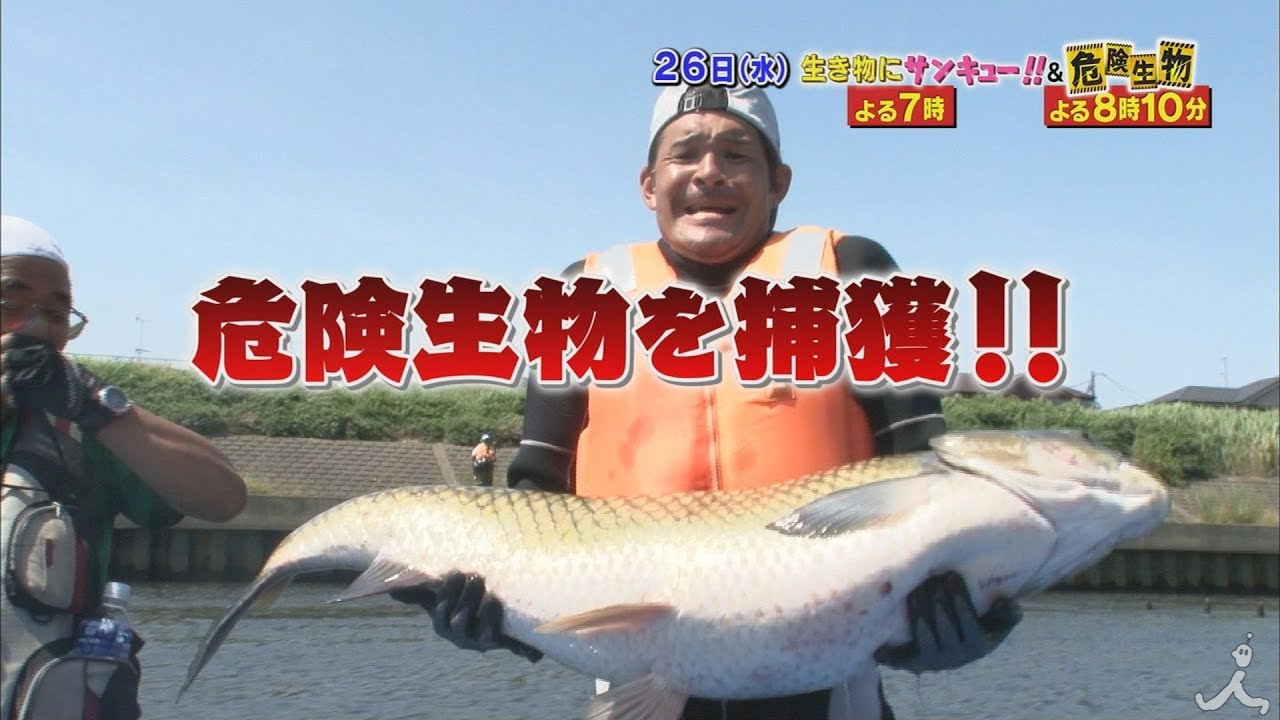 生き物にサンキュー ｖｓリアルガチ危険生物合体３時間スペシャル Tbsテレビ