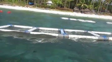 Teknik Budidaya Rumput Laut Dengan Metode Keramba Jaring Apung