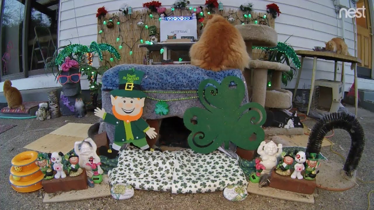 cat condo 2 mod apk MrsMy3 and those sweet feral boy cats of ours (M3FC 0930)