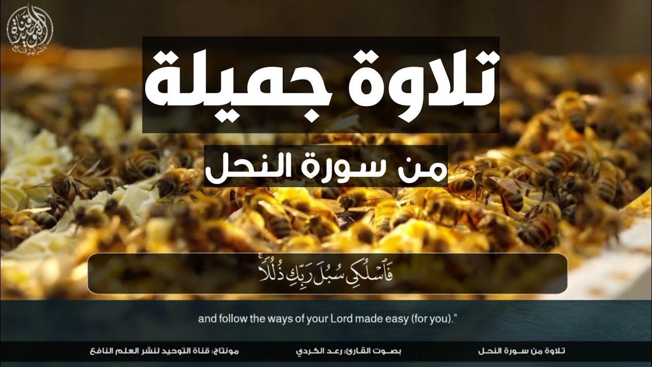 تلاوة جميلة من سورة النحل|| بصوت القارئ: رعد الكردي