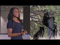 Humans and Conflicts With Bears: Oh My! – AMNH SciCafe