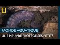 L&#39;étoile de mer tournesol, véritable bourreau des pieuvres