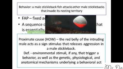 behavioral ecology ethology proximate ultimate question fap fixed action pattern