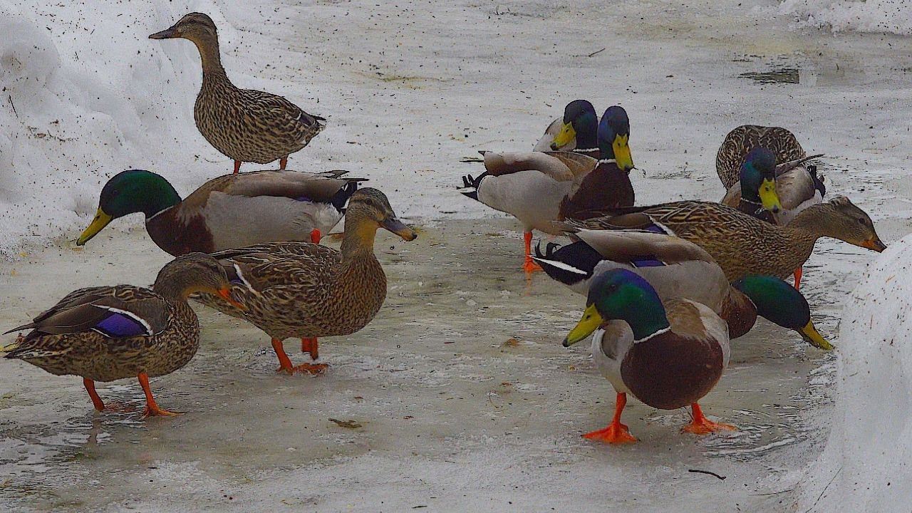 Прилетели кряквы, но весна запоздала! - Расслабляющие звуки птиц и музыка 