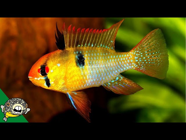 How to care for German Blue Ram Cichlids YouTube