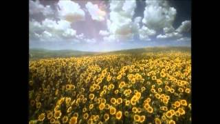 ITV 1 Sunflowers ident