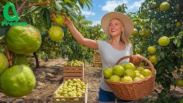 How Millions of Tons of GUAVAS Are Harvested and Processed 🍈|  Inside a Guava Juice Factory