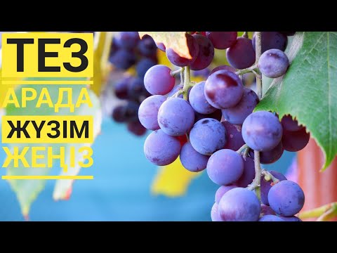 Қалың бұзаулар порно видео