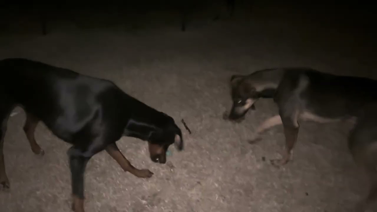 (Unfinished) Boomer and Lilly Fight Part 4 