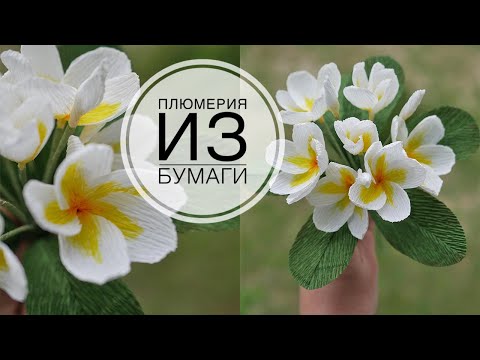 Video: Plumeria бутоо ыкмалары – Plumeria бутакка кантип жетүүнү үйрөнүңүз