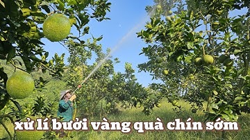 Bí Quyết Xử Lý Bưởi Chín Sớm, Cát Quế,Da Xanh Ruồi Vàng Gây Hại