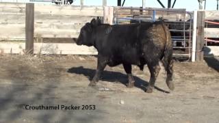 Lot 83 - Connealy Packer 2053