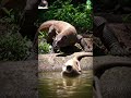 Brutal Ambush Komodo S Silent Attack On Langur Monkey Komodo Brutal Ambush Komodo S Silent Attack On Langur Monkey Komodo