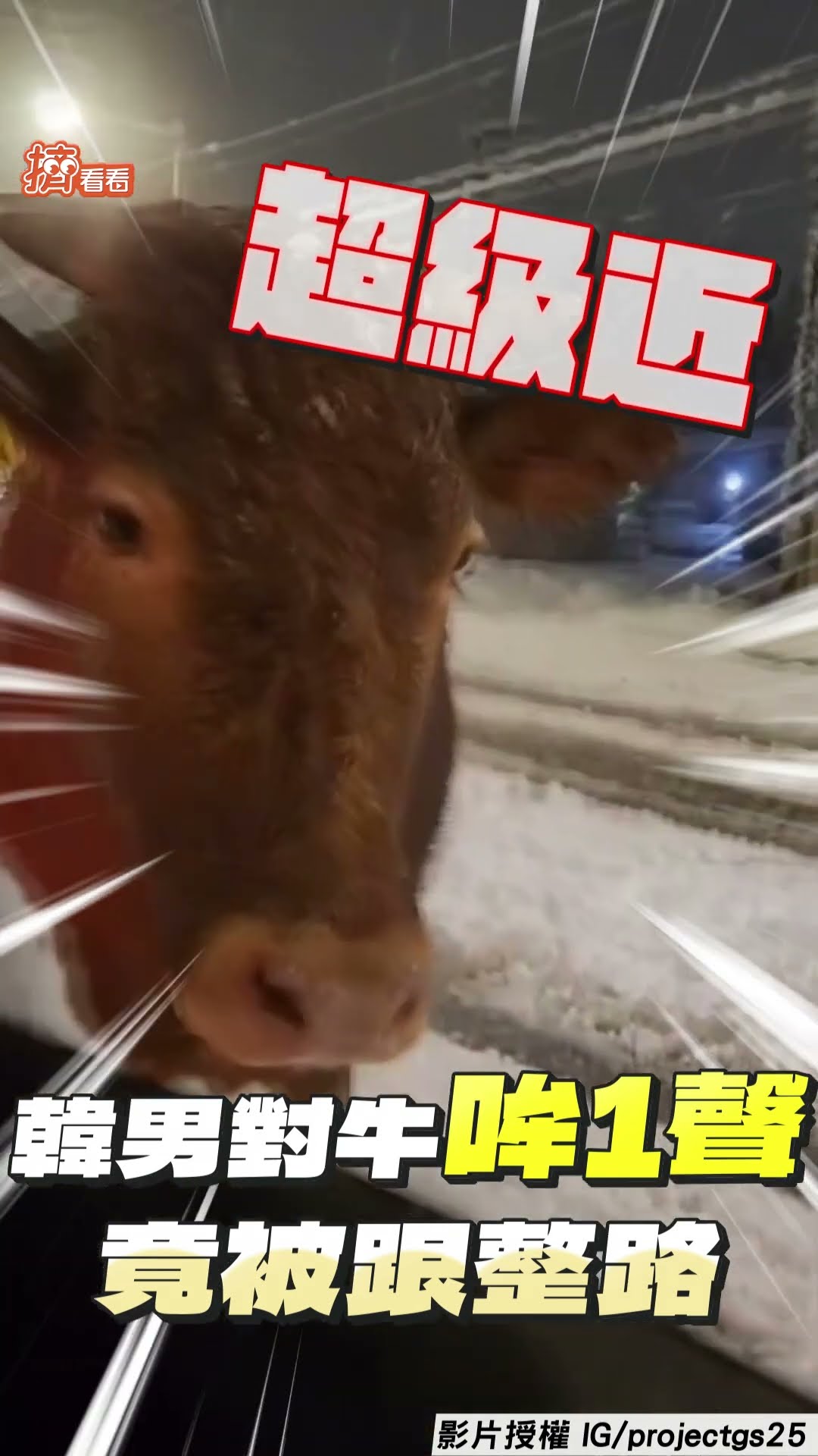 沒事別亂叫! 韓男隨口對牛「哞一聲」　牠竟撇頭對視還「跟整路」｜TVBS新聞@TVBSNEWS01