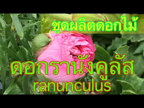 วีดีโอ: Ranunculus: ปลูกสวน Ranunculus