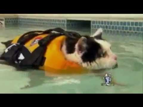 News Anchor Cracking Up over Swimming Cat