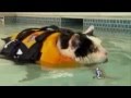 News anchor cracking up over swimming cat