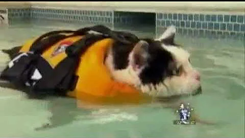 News Anchor Cracking Up over Swimming Cat - DayDayNews