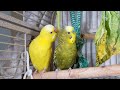 3 Hr Happy Parakeets Singing Eating Playing, Budgies Chirping. Reduce Stress of lonely Birds Videos