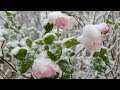 Secret Garden - Lament for a Frozen Flower