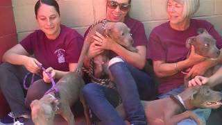 A5166129, 136, 137, 138, 139 | Pit Bull / Weimaraner Mix Puppies