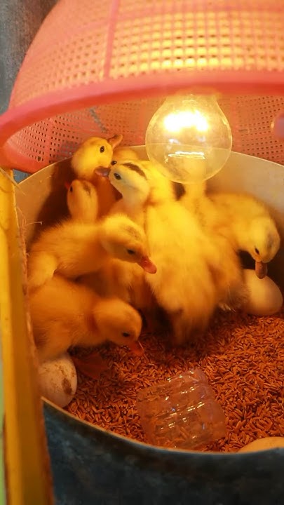 Incubator for duck hatching in put #shortvideo - YouTube