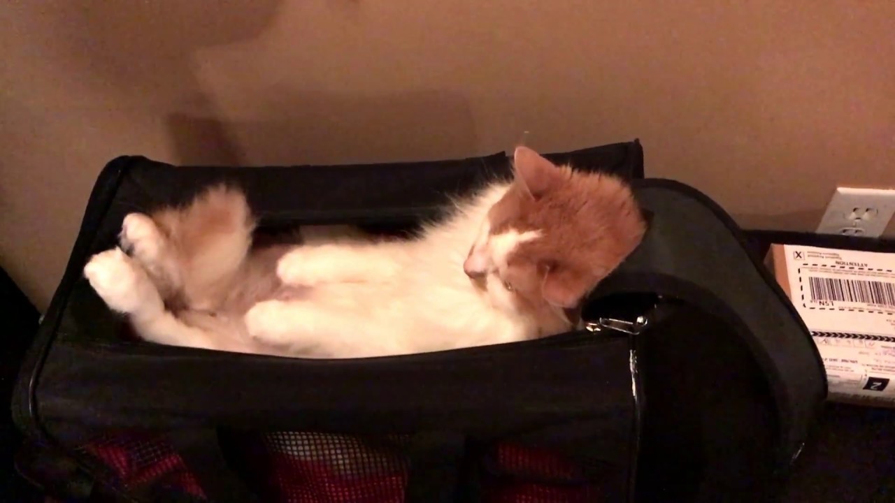 How To Put A Cat In A Carrier YouTube