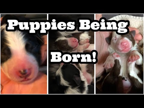 Video: Jinsi Ya Kununua Collie Puppy