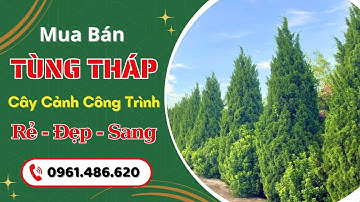 Review vườn cây tùng tháp đẹp giá tốt và hướng dẫn cách bứng bầu đảm bảo