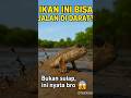IKAN INI BISA JALAN DI DARAT! #faktaunik #faktamenarik #shorts