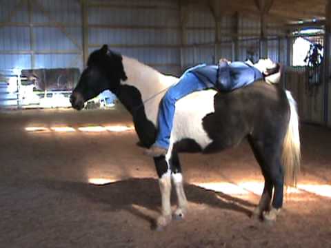 Carolina Sport Horses - Simply Amazing (V)