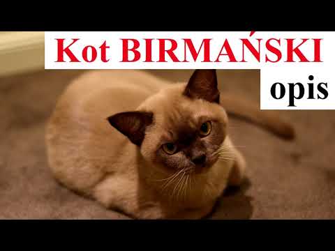 Wideo: Rasy Kotów: Birmański