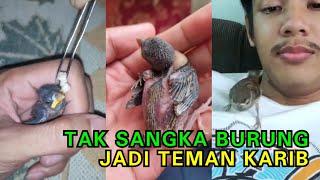 Selamatkan Burung Kelicap,  Netizen Pujian Sikap Pemuda Ni