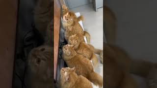 cat new video | cat funny video | nice cat video | cat & dog video | cat video game | cat playing