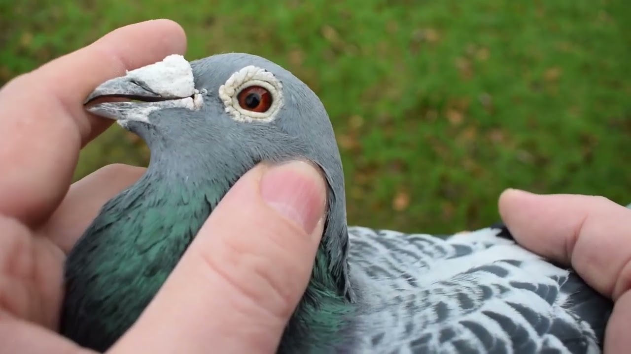 No.2/2022/ Porumbei voiajori pe stil vechi ? Narosii din clubul DAN 180/ Ce linii stau la baza?