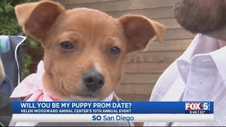 Will You Be My Puppy Prom Date?