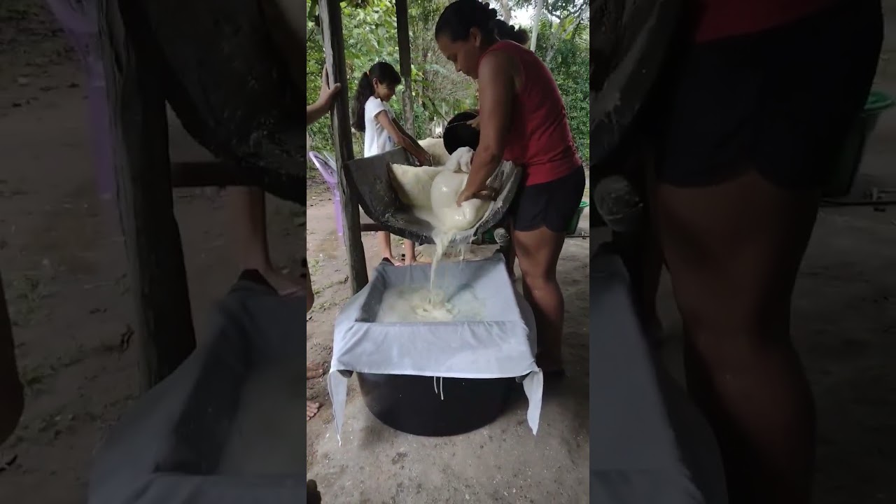 Processo para fazer goma de tapioca (fécula de mandioca). #agro #roça #caipira #interior
