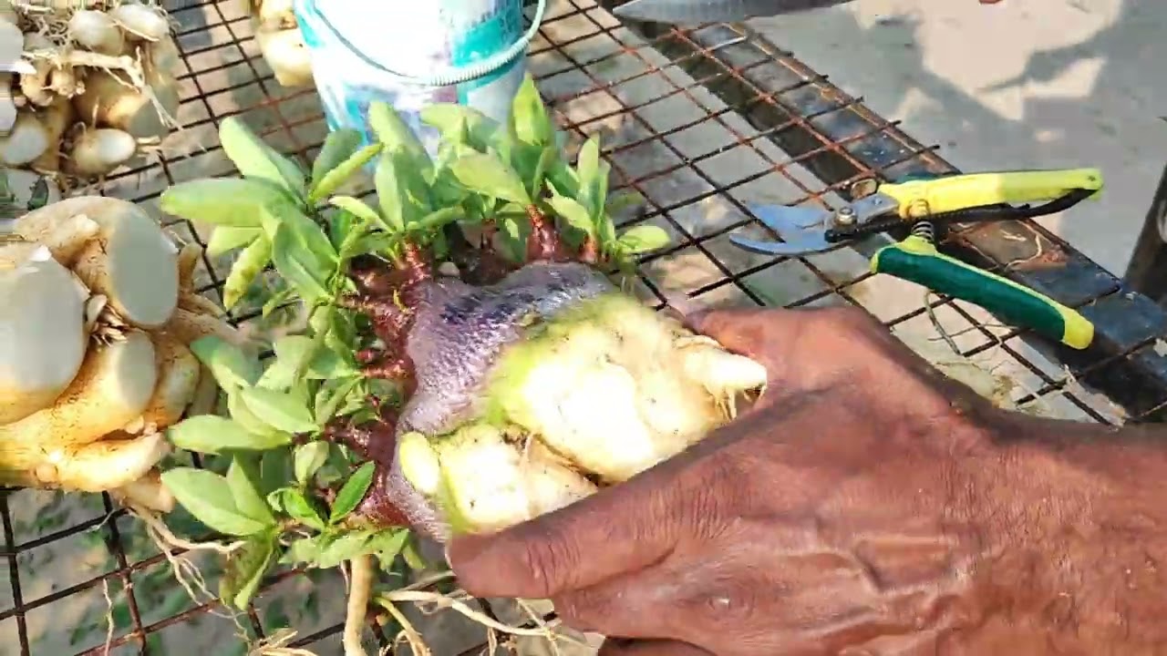 Cutting main root of adenium arabicum for Centipede Root training #adenium #desertrose #arabicum