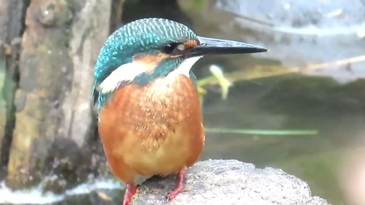 残堀川のカワセミ 2025.07.12 MVI_6398 Kingfisher Remake - YouTube