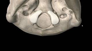 The Occipital Bone