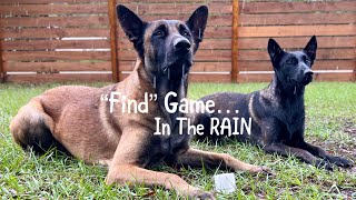 Dog Plays 'Find' Game In The Rain !! #dog #smartdog #rain by Neu County 3,911 views 3 months ago 1 minute, 41 seconds