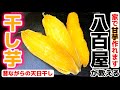 八百屋が教える‼️輝く黄金蜜芋レシピ【干し芋の作り方】何度も作りたくなるヤミツキの旨さ!芋だけで甘い!自宅・家で手作り干し方・保存法・栄養・下処理・下ごしらえ・作り方・食べ方アレンジ・一番人気・白い粉