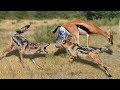 Newborn Gazelle Escaped From Jackal Hunting After Mother Gazelle Giving Birth
