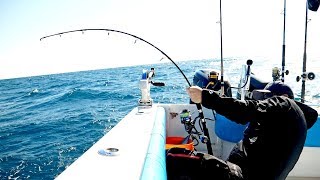 The Florida Cobia Fishing Challenge  4K