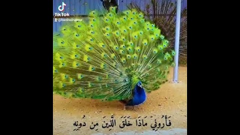 هَٰذَا خَلْقُ اللَّهِ فَأَرُونِي مَاذَا خَلَقَ الَّذِينَ مِن دُونِهِ ۚ #سورة_لقمان #السديس
