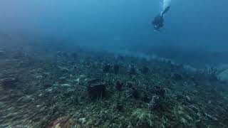 Diving Boca Raton Reef Dive Florida Lobster Lobstering Meditation