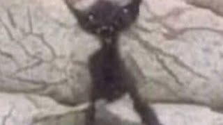 yet again another plotagon video with no plot cuz y not lol